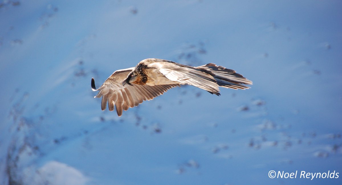 Le réseau européen contre le crime environnemental (ENEC) a proposé un plan d'action européen contre l'empoisonnement illégal. Apprenez-en d'avantage sur cette initiative et ses solutions pour la protection des vautours et des oiseaux: ow.ly/Nuaz30l1ytJ - #ViveLesVautours