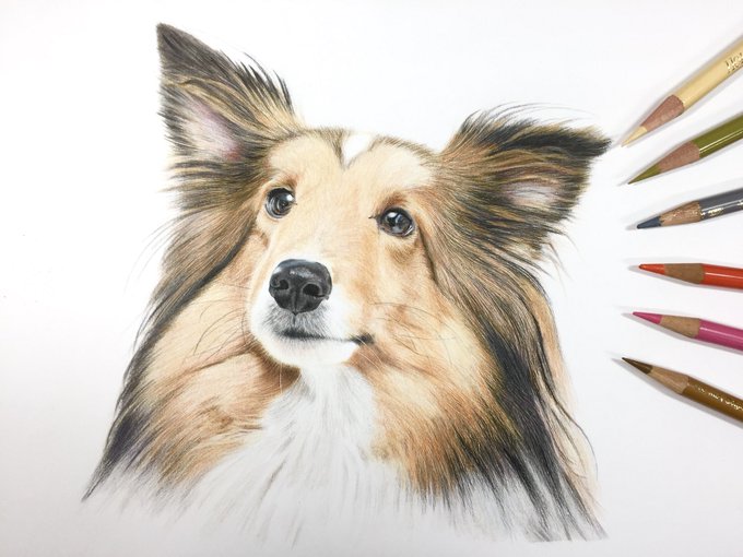 シェルティのtwitterイラスト検索結果 古い順