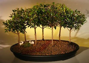 wikibonsai's tweet photo. #Flowering #Brush #Cherry #Bonsai #TreeSeven #Tree #FOREST Group(eugenia #Myrtifolia) - https://t.co/IFre1tOGmu #Groupeugenia #Juniper #JuniperusBrevifolia #JuniperusPhoenicea https://t.co/MULHosRvRN
