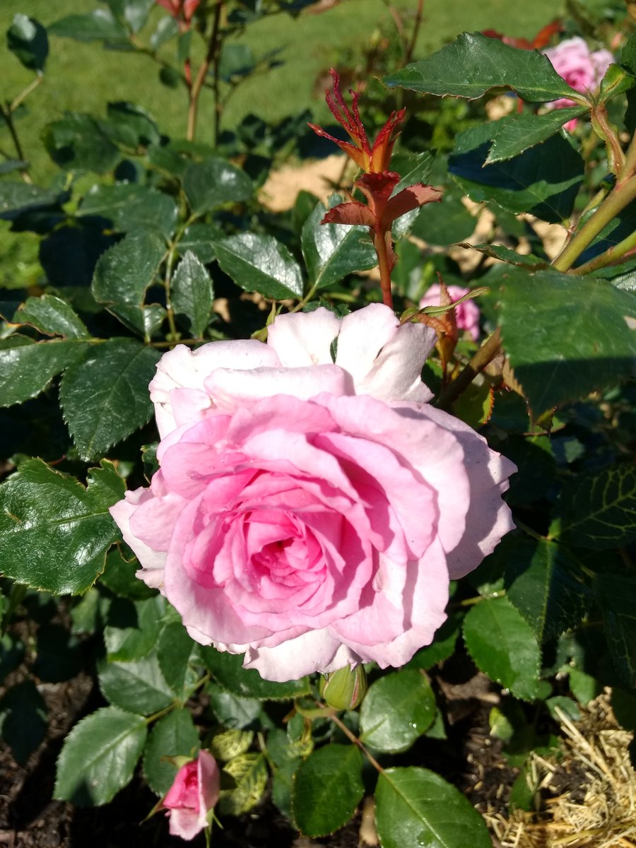 Mad_ab3's tweet photo. Rosa floribunda 'Bonnie babes' 🌹 
#Perfume #rose #fragrance https://t.co/R76h2hmVcz