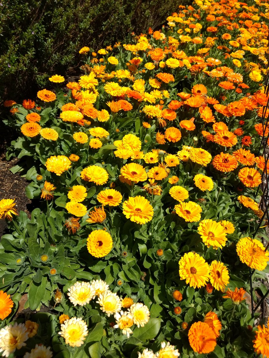 Mad_ab3's tweet photo. Calendula officinalis 🌼🌻 #flowers #Asteraceae #marigold https://t.co/eYtgljJcA1