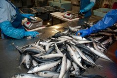 seafishuk's tweet photo. The mackerel tagging programme and current stock status are the lead items at the Seafish Pelagic meeting this morning. To find out more see https://t.co/eHLc1PklC8 https://t.co/GYlYU9vUYL