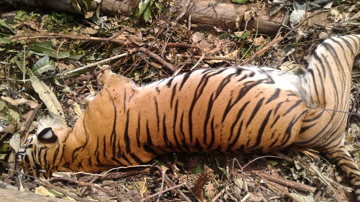 kemenhut_ri's tweet photo. #sobathijau, seekor harimau sumatera ditemukan mati terjerat di desa Muara Lembu dan Pangkalan Indarung. Kematian harimau tersebut sangat disayangkan karena sang betina dalam kondisi mengandung.

Sedih banget sob 😢😢😢

Selengkapnya: https://t.co/RjjyygxMg0

#KLHK
#savetiger https://t.co/ElzoNU1JAA