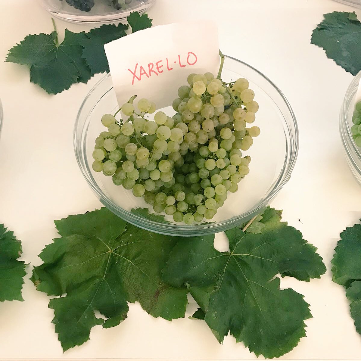 vgoller's tweet photo. The most widely used grapes for Cava 🥂🍾 production are: Macabeu, Xarel.lo and Parellada. Those three grapes together give a balanced fruity sparkling wine, a Pearl not to be missed. #Cava #CavaLovers #CavaAmbassador #CavaEducator #Bubbles https://t.co/BDC25HpcyH