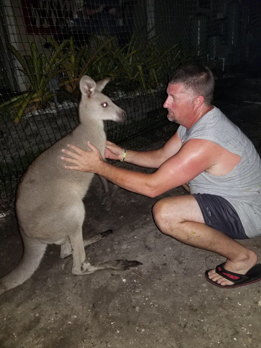 tori_simk's tweet photo. STORM THE KANGAROO HAS BEEN FOUND AND RETURNED HOME SAFELY! https://t.co/NiMLbsb5AI