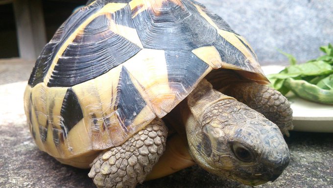 この夏も亀は元気でした。
しかし甲羅がゴツゴツしてきたので、エサの栄養バランスが悪いのか、あるいは日光浴が足らなかったのかもしれません。亀の育成は難しい。 
