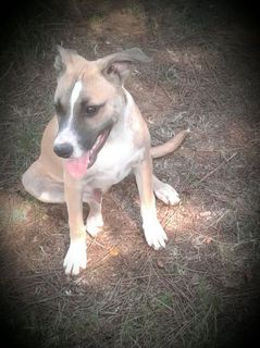 adozioneanimali's tweet photo. (#Vicenza) Steven: cucciolone mix amstaff/pittbull dolcissimo #molosso , #Cane Maschio: Dolcissimo cucciolone di 7 mesi, affettuoso e socievole con tutti, mix amstaff/pittbull: Steven cerca una famiglia che lo accolga per sempre, per donargli tutto… https://t.co/ruEWAWJiJN https://t.co/2FlB56liPm