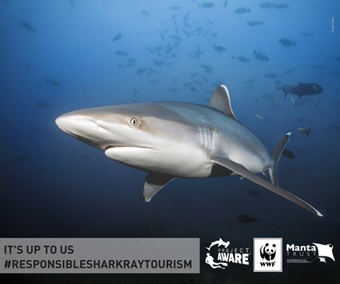 padiaware's tweet photo. When you commit to best practice, you help build a better future for sharks and rays as well as your local community. See how: https://t.co/RtAPqqnjWL #WorldTourismDay #SharkRayTourismGuide @WWF_Sharks @MantaTrust https://t.co/nr2wBwFPYn