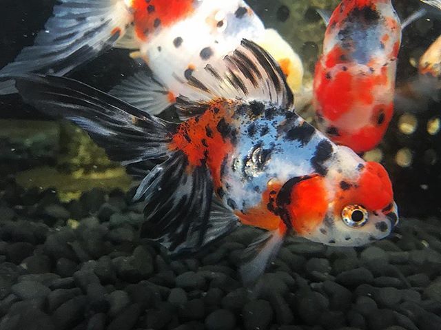 kingyotoasobu's tweet photo. .com #金魚と遊ぶ ブログ随時更新中 ぜひ🙇🏻‍♂️#志村養魚場 #東錦 2歳
 #金魚 #きんぎょ #azumanishiki 
#goldfish #金魚専門店カハラ #金魚屋 https://t.co/FKKWjRifve https://t.co/Ipnx2D2ZLh
