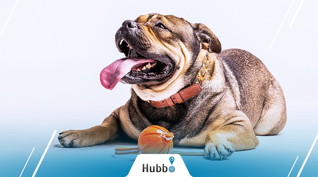 hubb_int's tweet photo. Who told you having pets in the UAE is complicated? Enjoy keeping any type of animal and Hubb’ll help you with that https://t.co/folQC949gr …  #hubb #Hubbae #hubbinternational #uae #mydubai https://t.co/O7B24eoPYn