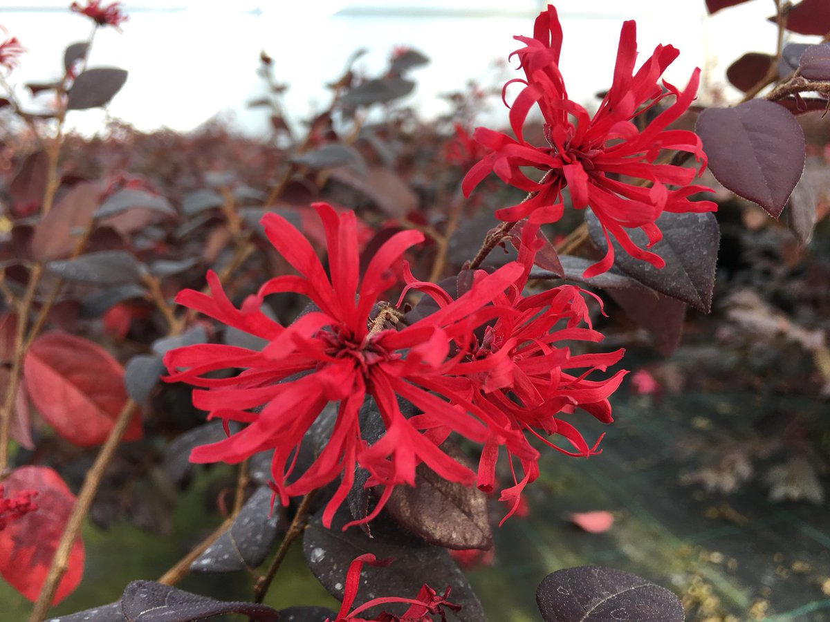 stervinoupep's tweet photo. Les Loropetalum sont en fleurs en septembre https://t.co/6J3gpZSiuZ