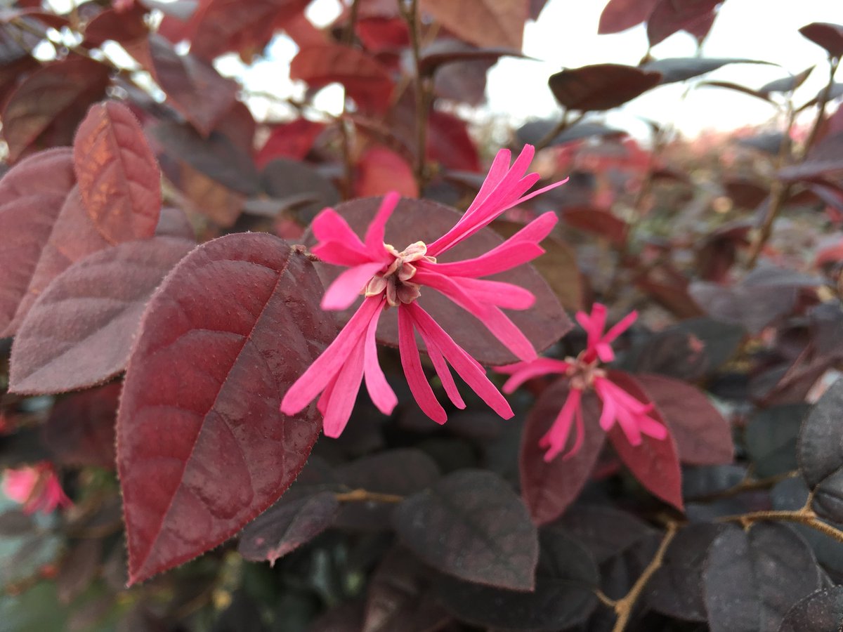 stervinoupep's tweet photo. Les Loropetalum sont en fleurs en septembre https://t.co/6J3gpZSiuZ