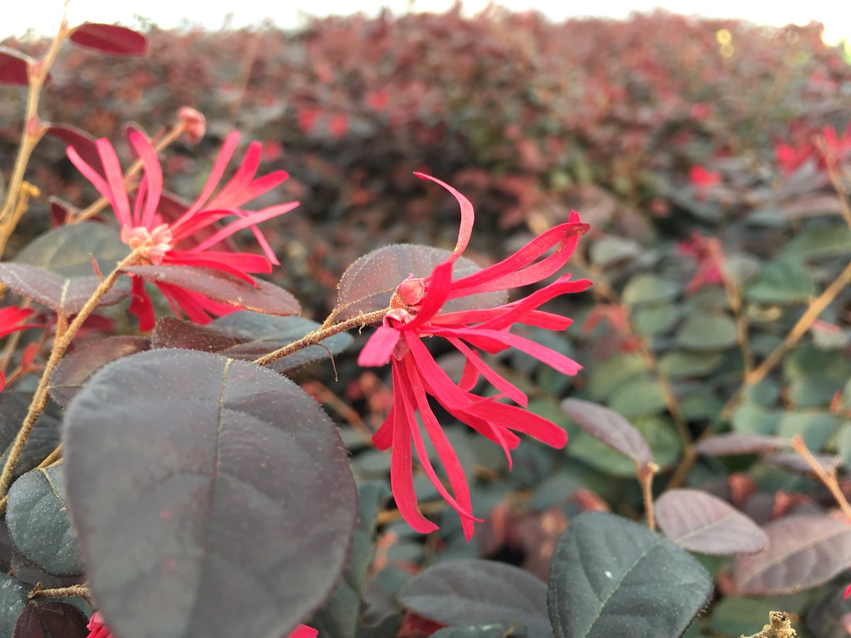 stervinoupep's tweet photo. Les Loropetalum sont en fleurs en septembre https://t.co/6J3gpZSiuZ