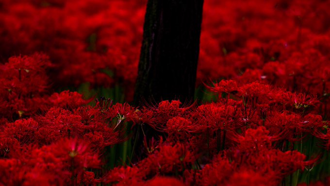 Twitterのコスプレ画像44