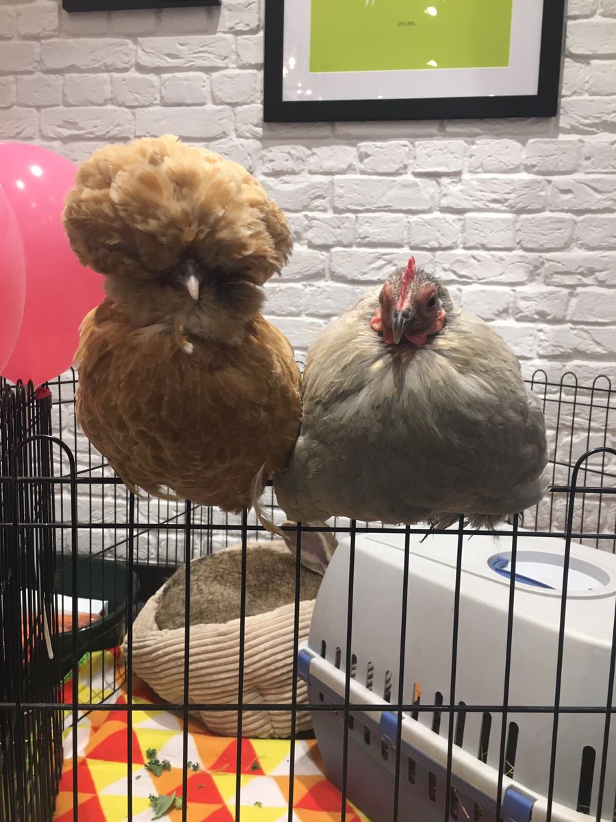JoulesHarrogate's tweet photo. Itโs charity week this week and we are so excited to have the amazing Nuzzlets in store with us today between 11-1, so make sure you pop in to see the animals and support this great charity!! ๐ฑ๐๐ฐ#JoulesCharityWeek @Joulesclothing #nuzzlets https://t.co/cq4eNf5Ukk