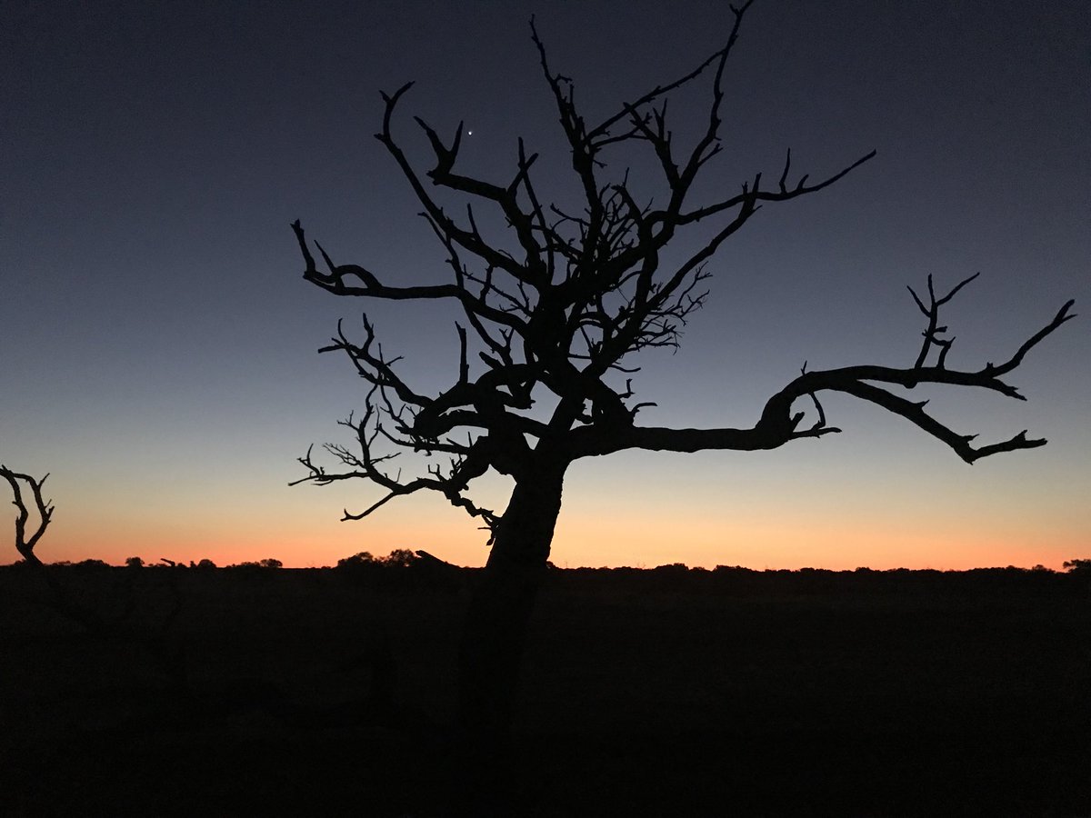 ayeshatulloch's tweet photo. Just another amazing sunset at @BushHeritageAus Cravens Peak Reserve with @neophema1 &amp; @GibberGrl- studying birds in arid woodlands is pretty awesome https://t.co/rBjDcV17Pb