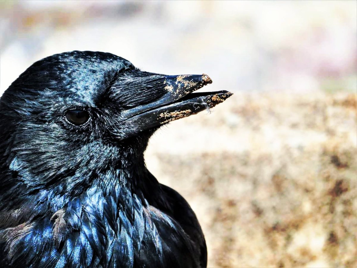Totnesbabe's tweet photo. #crowportrait #torquaycrows #corvid https://t.co/M7FBrgDOOR