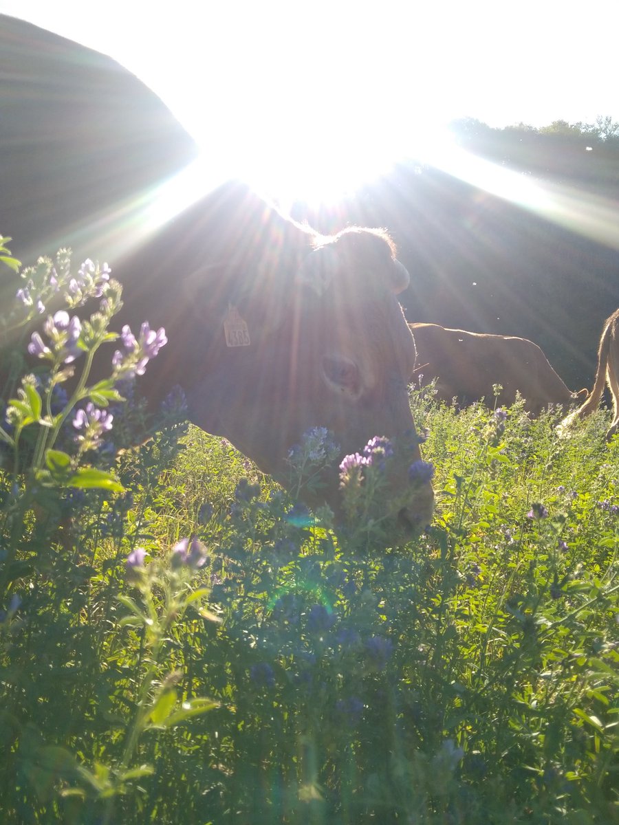 MarieViargues's tweet photo. Petite visite aux limousines ce matin encore une occasion de faire des #photos...
#Agriculture #CeuxQuiFontLaViande #Aveyron https://t.co/30GXhYYUG3