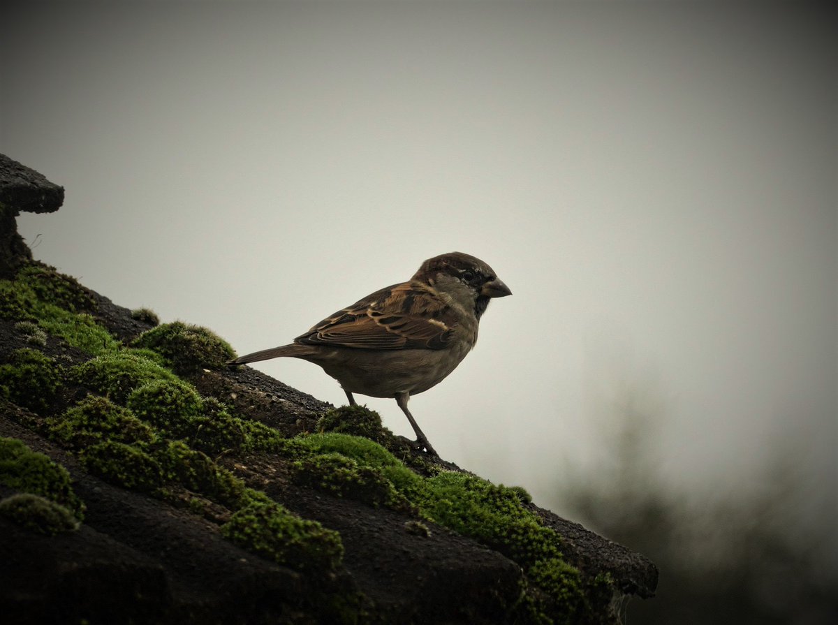 Pumpkin_boy94's tweet photo. House Sparrow's that are nesting in our roof. #NatureStar #BigGardenBirdWatch @Natures_Voice #rspb https://t.co/zo68UHmj7A