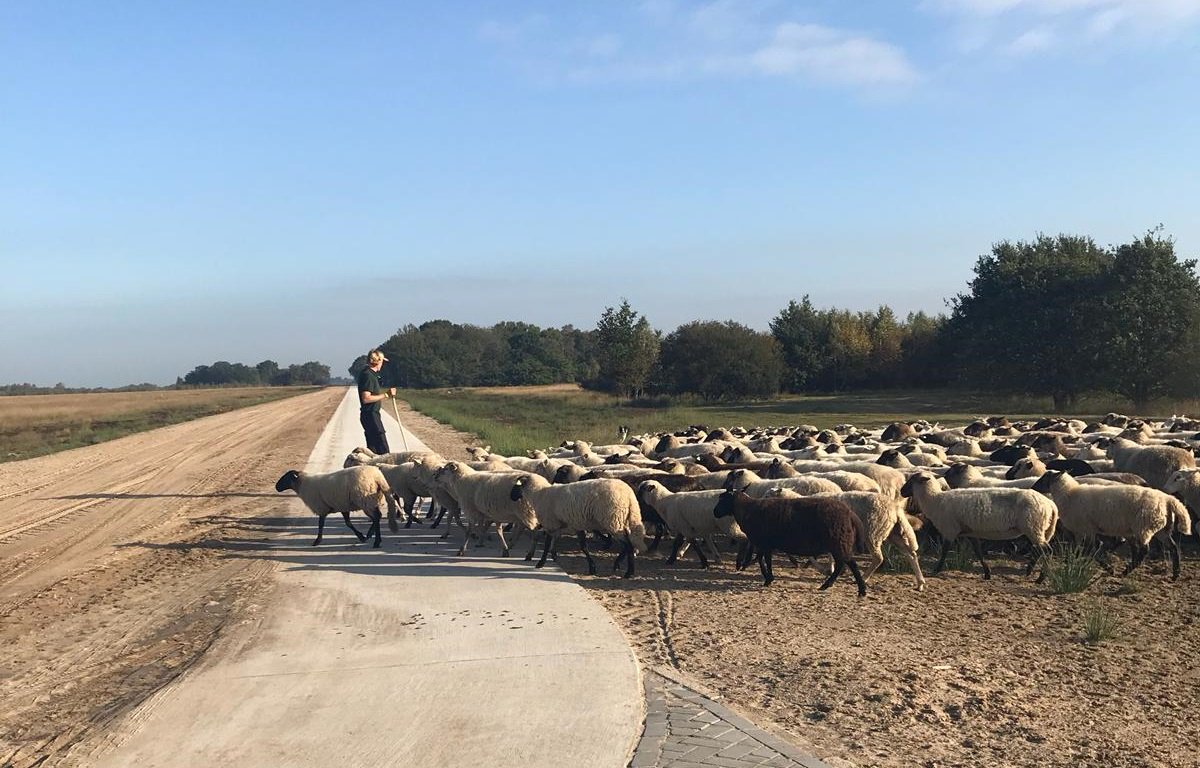 Vechtstromen's tweet photo. Vandaag is #Koning Willem Alexander in #Bargerveen voor opening van grootste schaapskooi van NL, met projectleider Bert van Guldener van Prolander. @ProvDrenthe https://t.co/CSLs28ICU3