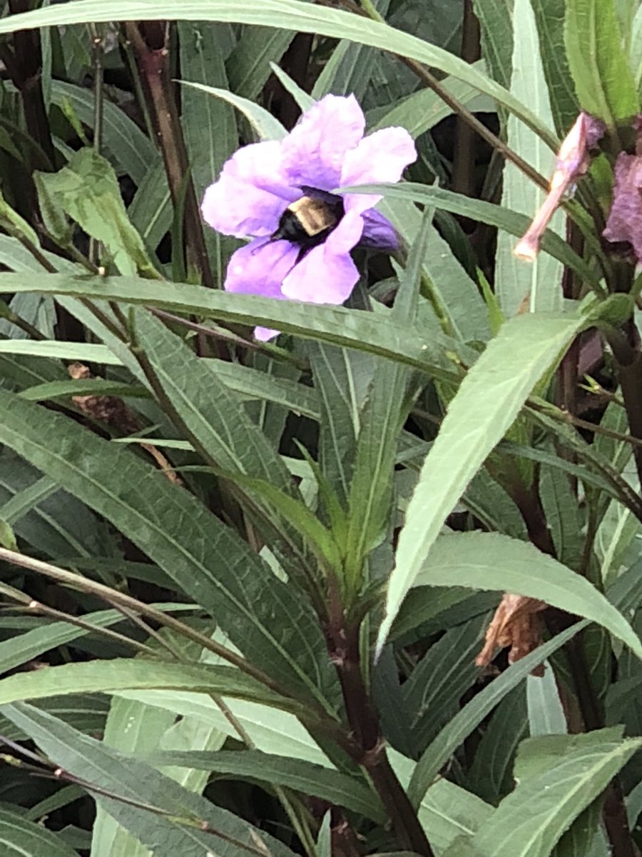 Benteen's 1stGrade tweet media