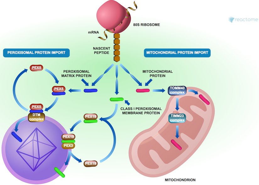 reactome's tweet photo. Excited to announce our new data release (V66) w/ new reaction & pathway annotations & diagrams. Fully integrated w/ #ContentService #AnalysisService & #PathwayBrowser. Check it out at https://t.co/SnzhsC0Z1k #genomics #proteomics #biology #bioinformatics #dataviz https://t.co/sjgzrIhxCs