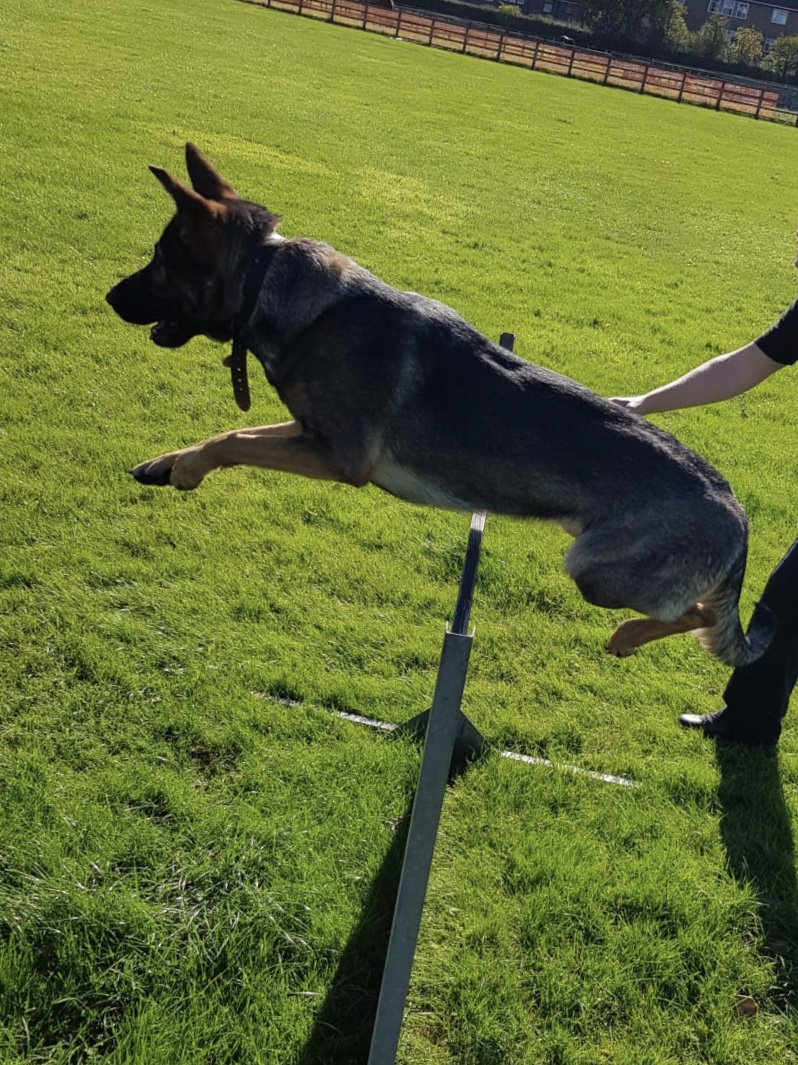 MerPolDogs's tweet image. Our new handlers are coming towards the end of week two on their initial training course.

TPD’s Gizmo, Xolo and Kelo have been enjoying some time in the sun today and perfecting their agility.
