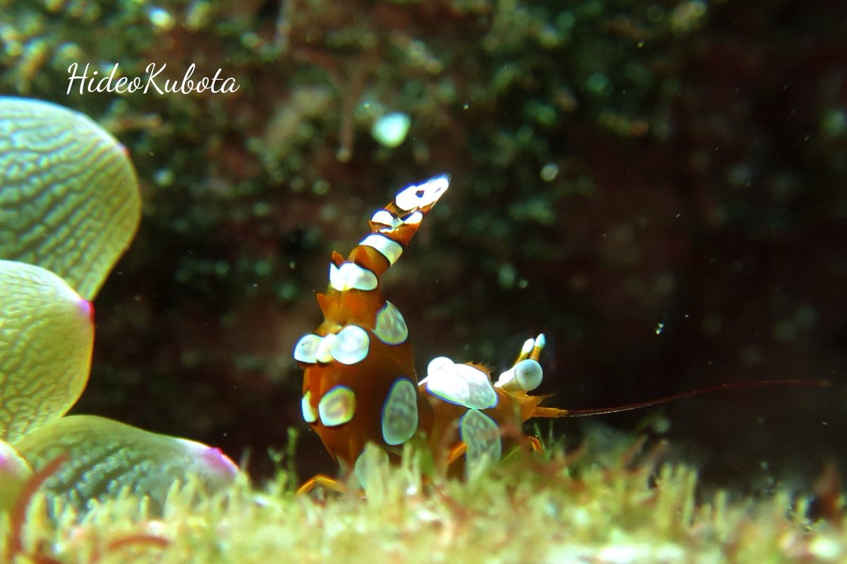 100 Epic Bestモエビ 繁殖 最高の花の画像