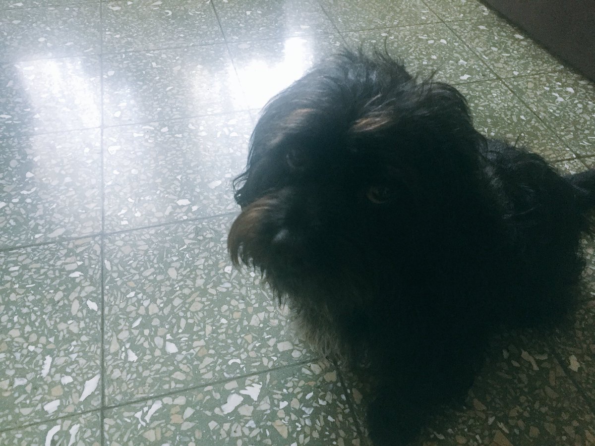 Tenemos varios días de salir a caminar, ya juntos esperamos con ansias salir. Gracias Mechas, hoy nos acompañarán mi hija Jacki y Bosqui.