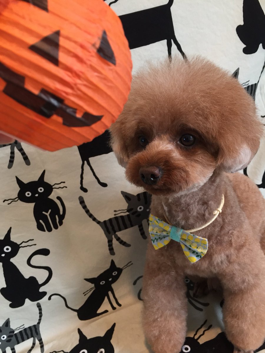 Dog Salon Kottapelli 川口市トリミングサロンコタペリ うーんよく似合う トリミング 撮影 カット シャンプー トリミング後 ハロウィン 仮装 トイプードル プードル Toypoodle Halloween 子羊 ひつじ 羊 川口市 川口 川口駅 南