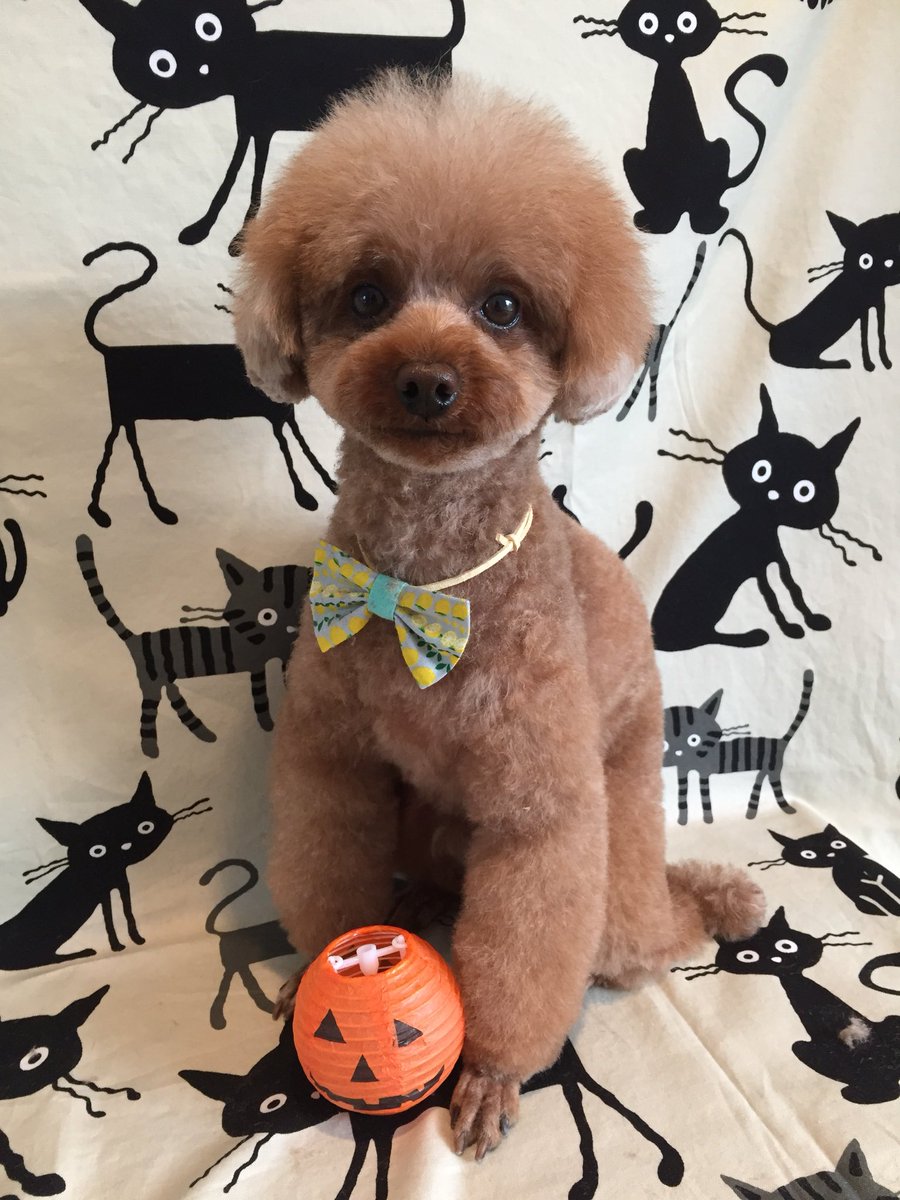 Dog Salon Kottapelli 川口市トリミングサロンコタペリ うーんよく似合う トリミング 撮影 カット シャンプー トリミング後 ハロウィン 仮装 トイプードル プードル Toypoodle Halloween 子羊 ひつじ 羊 川口市 川口 川口駅 南