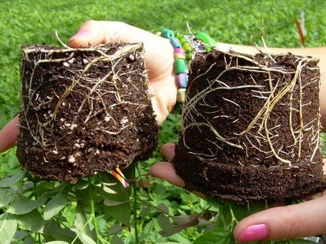 "Wood fiber blends offer increased sustainability" <a href="/grobark/">Gro-Bark</a>
hortidaily.com/article/902554…