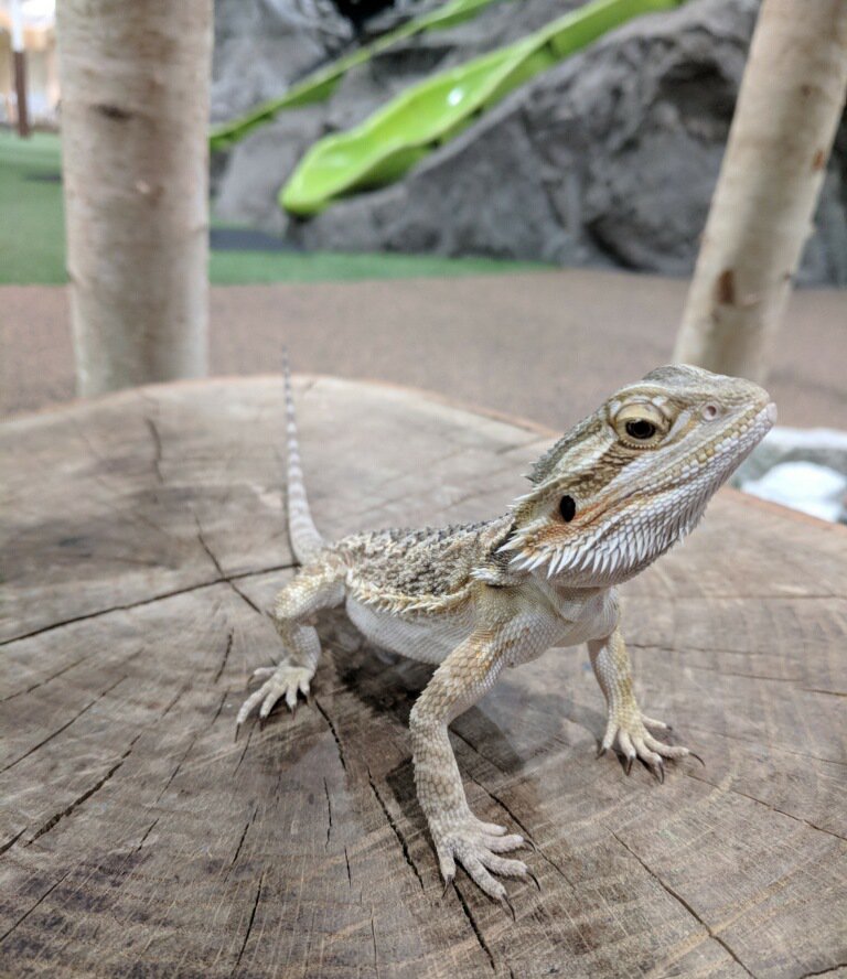 Badlands Playspace tweet media