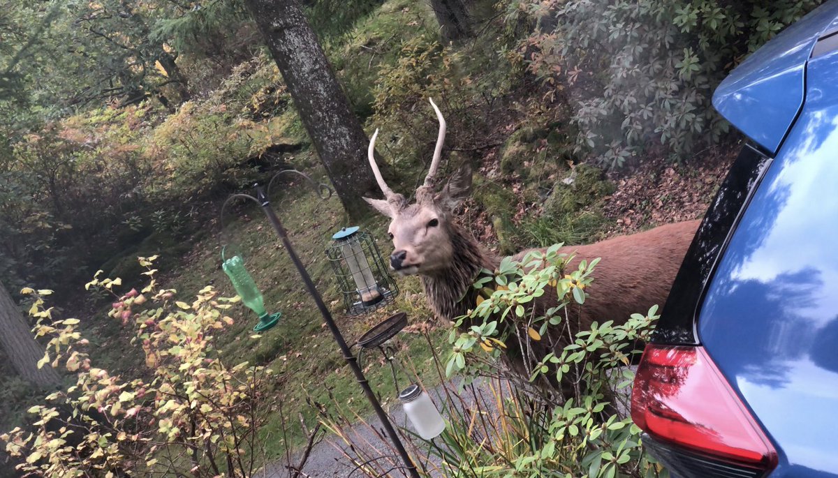 hjimages's tweet photo. Didn’t expect to see this outside of the caravan window! 😍 https://t.co/g7SUqX9Pk2