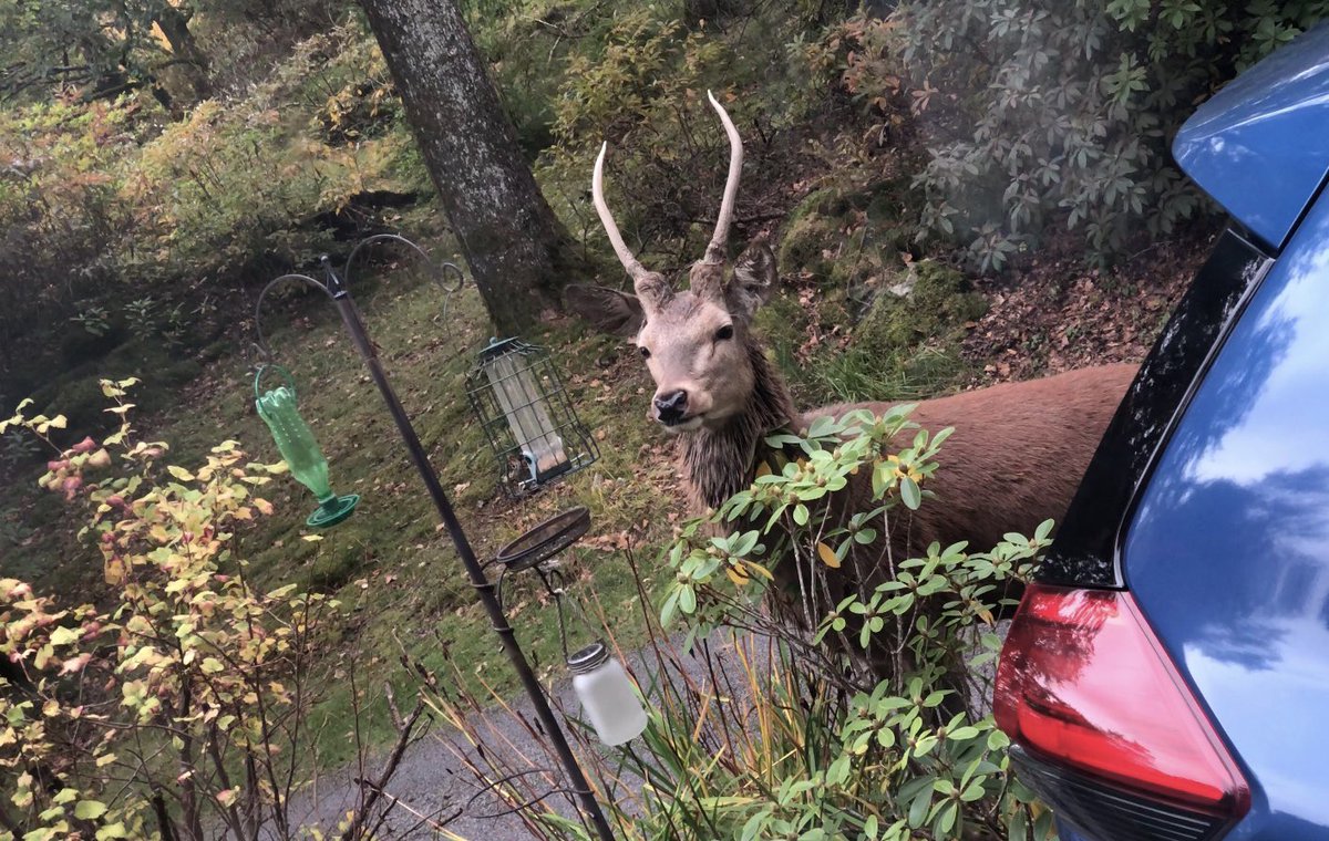 hjimages's tweet photo. Didn’t expect to see this outside of the caravan window! 😍 https://t.co/g7SUqX9Pk2
