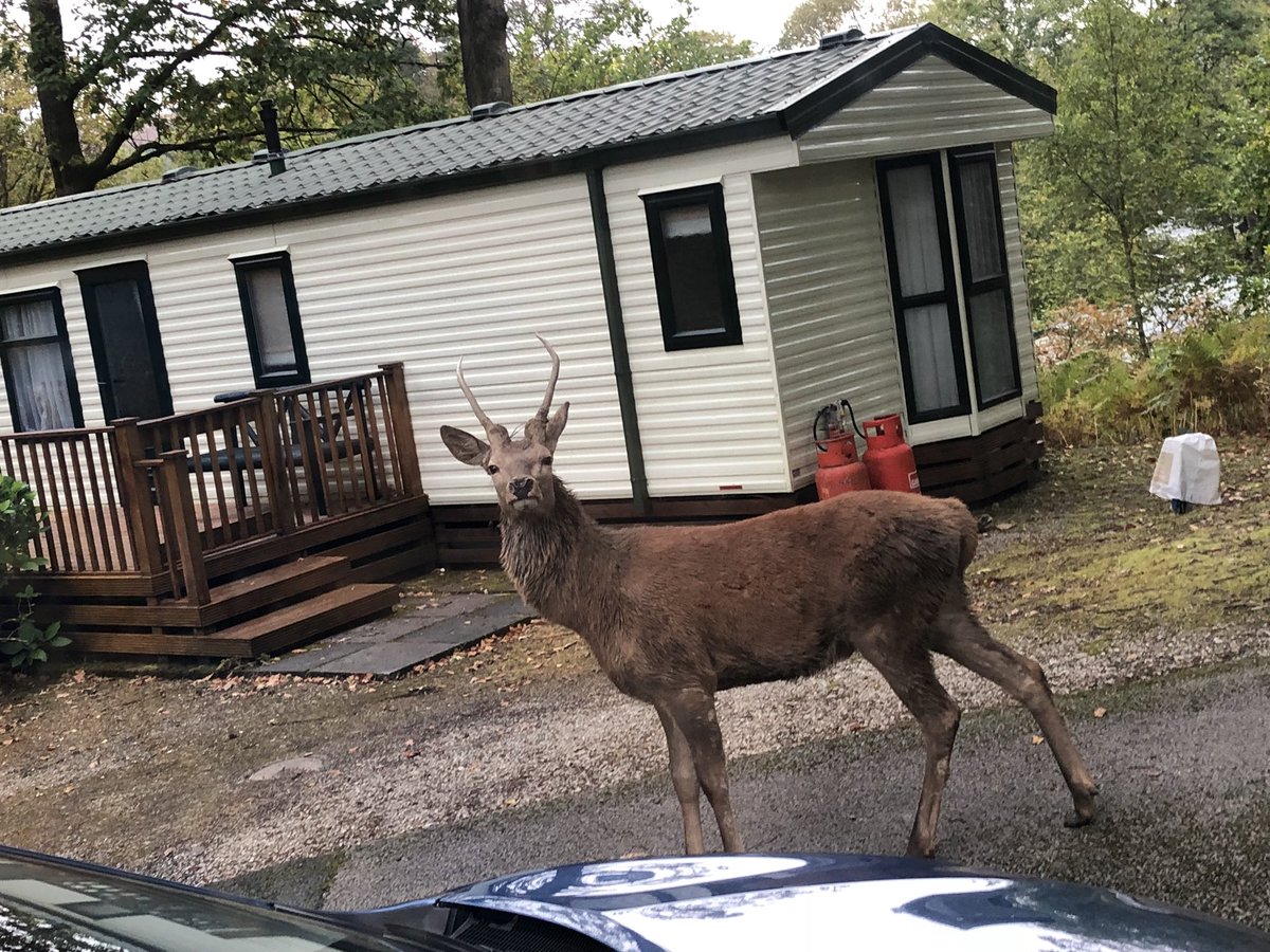hjimages's tweet photo. Didn’t expect to see this outside of the caravan window! 😍 https://t.co/g7SUqX9Pk2