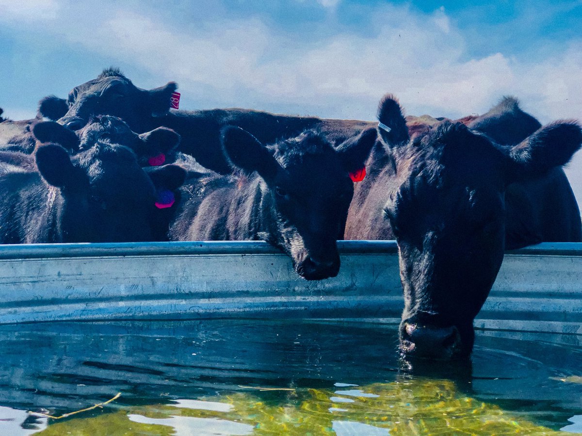 MandyCottrell's tweet image. thinkin this one would make a good painting