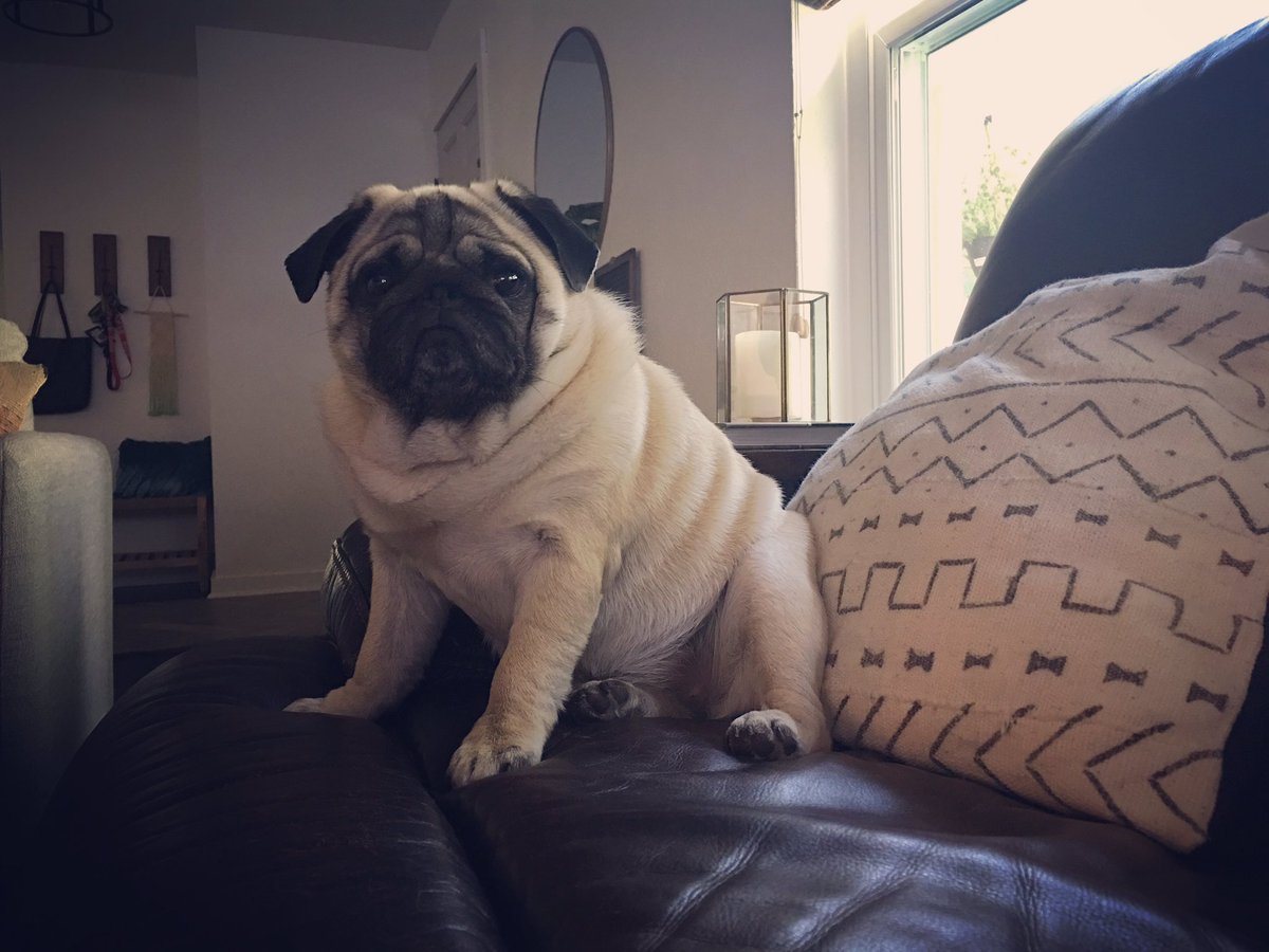 Making myself right at home #puglife🐾 #authorlife #travelingpug #texas #alittlebitspoiled #tasteintravel #amwriting