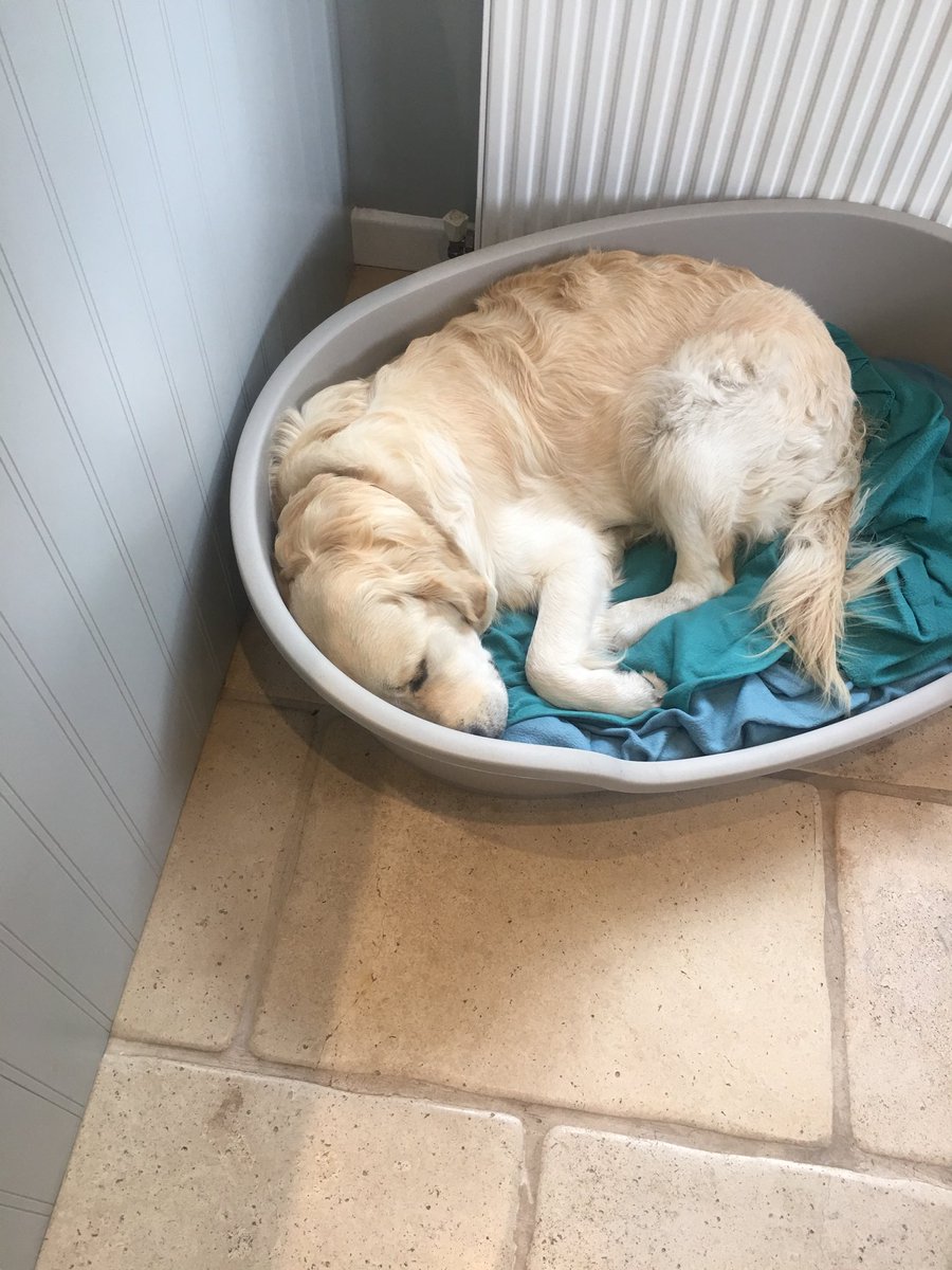 bryan_lifeof's tweet photo. @dog_feelings Know the feeling fren https://t.co/McDF0EDtdq