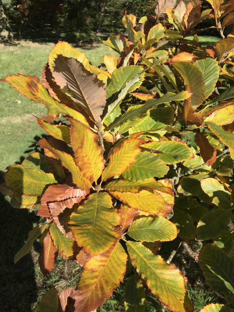 maidment_jeremy's tweet photo. Lots of colour just appearing on some of the trees. #Autumncolour #trees #Autumn #leafshapes @kewgardens @CastleHowardEst https://t.co/uyFs2ZsO5g