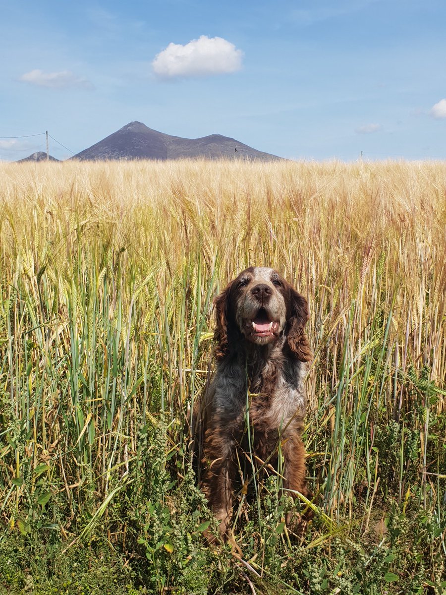 annett_sarah's tweet image. When the morning sun just gets in your eyes 😎 #rubydog #cocker #mournes #harvest #autumnsun @WeatherCee @barrabest @