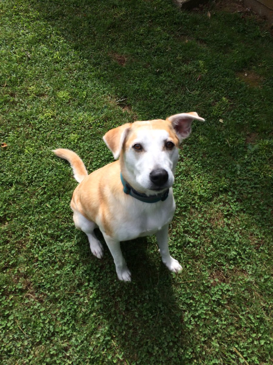 MarkFor03371243's tweet photo. @RyanJNewman My adopted boy Ryder he’s got my heart 💙🙏🐾 https://t.co/tr92FfoOE9