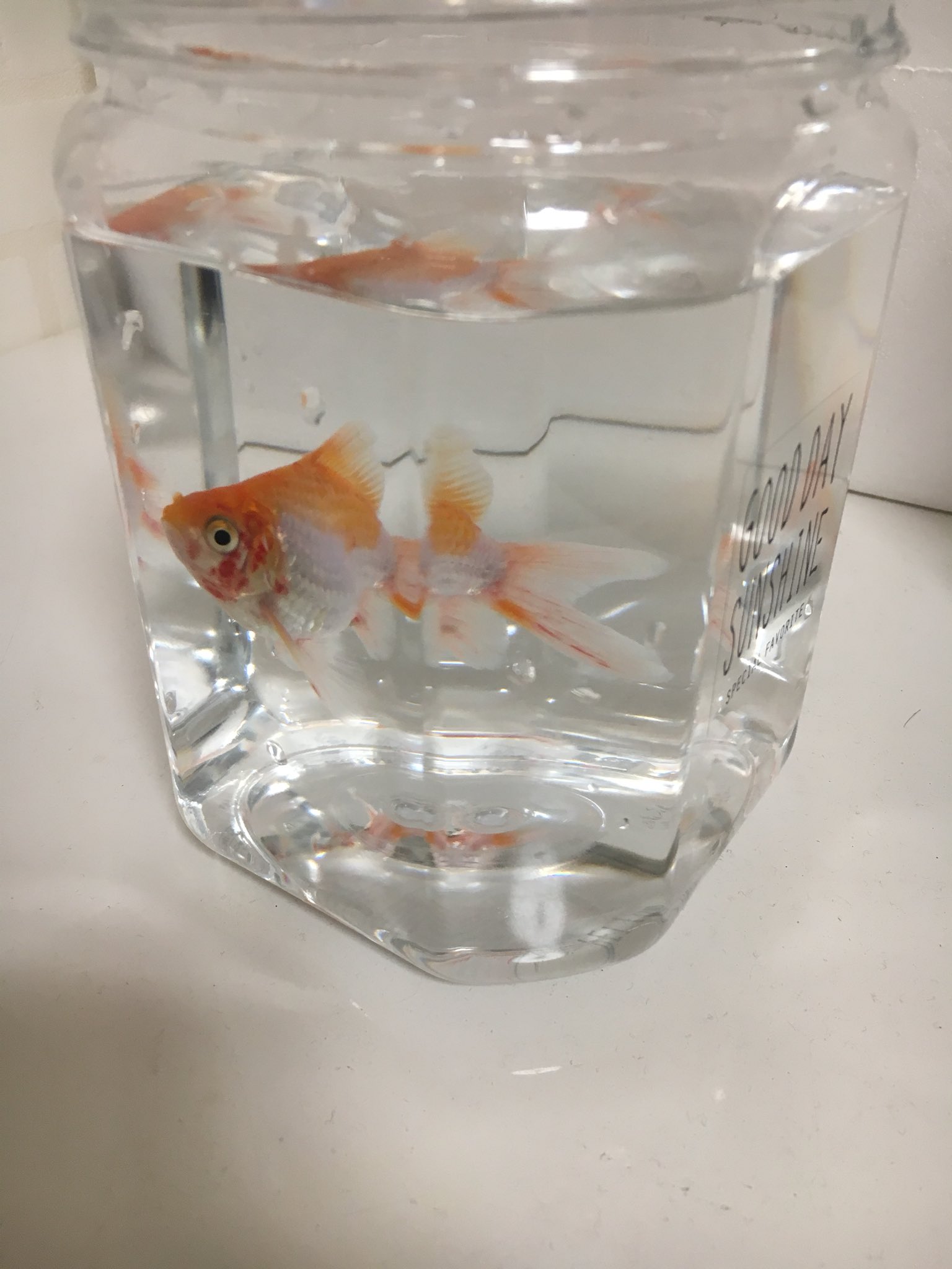 葉山 涼 1枚目が赤斑病発覚時 2枚目は塩浴3日後の姿 かなり良くなった あとはおでこの赤みが消えれば完治かな 喜 金魚 赤斑病 T Co Y0hlrx0bwd Twitter