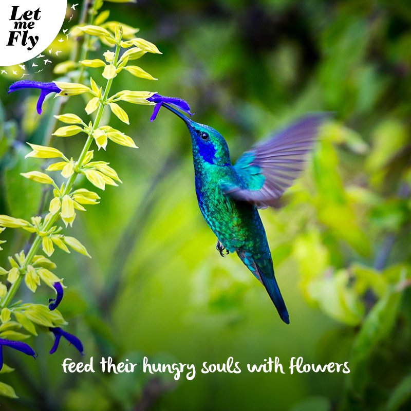 LetMeFlyIndia's tweet photo. Did you know hummingbirds are always a few hours away from dying of food starvation? Well now you know so, keep your backyard filled with tubular flowers that provide ample nectar to nourish hungry hummingbirds.
#BirdForThoughts  #LetMeFly https://t.co/KZ6x21597q