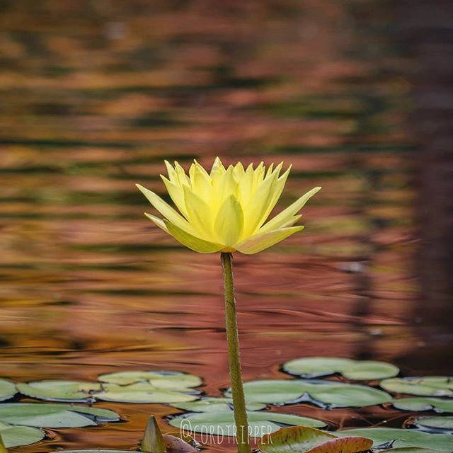 cordtripper's tweet photo. Water Lily
....
....
....
#post508 #cordtripper #newyork #garden #flowers #wild #lily #sunburst #nature #scenic #landscape #macro #plant #traveling #photography #travelphotography #travelpics #stamped #artofvisuals #exploringtheglobe #wanderlust #stayandwander #travelgram #i… https://t.co/5PD2DygXI0