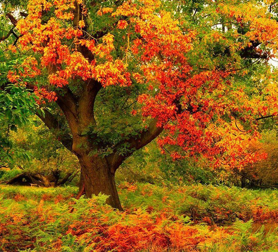 cevdet sunay YAMAÇ (@csy1965yamac) | Twitter