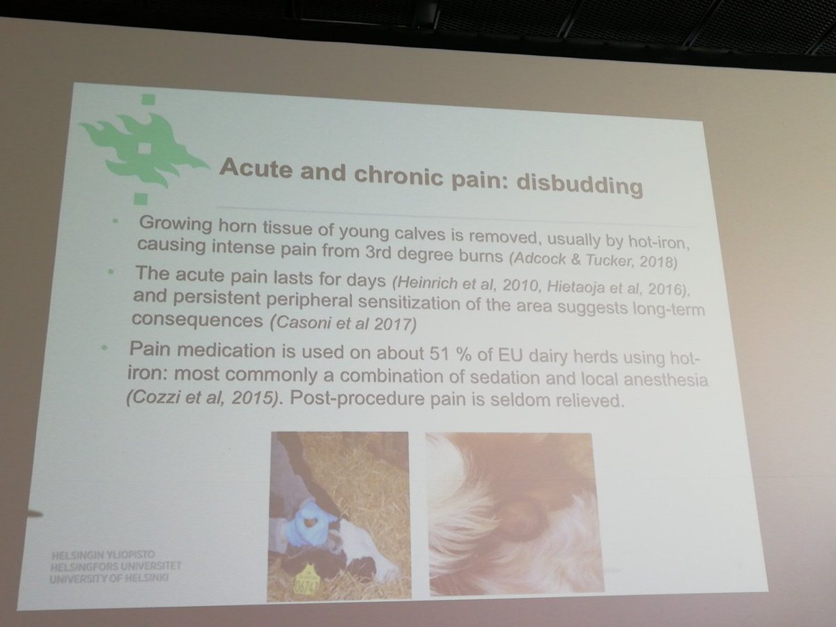 ElenaNalon's tweet photo. Acute and chronic #pain during #dairy #calf #disbudding. Time to look for alternatives to all mutilations of farmed #animals! @Act4AnimalsEU #act4farmanimals #animalwelfare #ecawbm2018 https://t.co/EAiCPokJfB