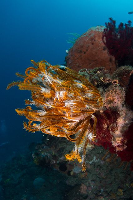 DiveSite_'s tweet photo. East of #Dili there is a #coralreef which runs to the tip of #EastTimor. There is almost no garbage on land or under water. Of the regularly visited #divesites, the furthest from Dili is 57km (and called K57).
#Asia #getdivesite #divesite #nudibranch #turtles #freedive #fishing https://t.co/ljNIfW1Exk
