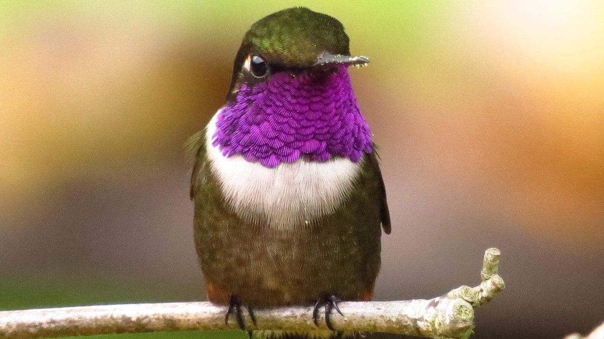 oswaldoaves's tweet photo. #FelizJueves con el colibri de bufanda amatista (Calliphlox mitchellii) presente en bosques andinos de la cordillera occidental y central de Colombia.
#OnePlanetSummit #ColibriesColombia #AvesColombia #birds #Hummingbirds #LasMásLeídas
https://t.co/s5U1w6sKDP https://t.co/v2e6rIyMUf