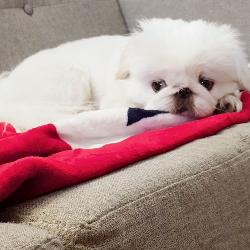 mont_brazil's tweet photo. [#PUSTAGRAM | 23.09.2018]
Estou entediado 😓

#뿌스타그램 #뿌딩 #Pequinês #PuStar
#Pustargram #dog #dogstargram https://t.co/DIfcS8Amj9